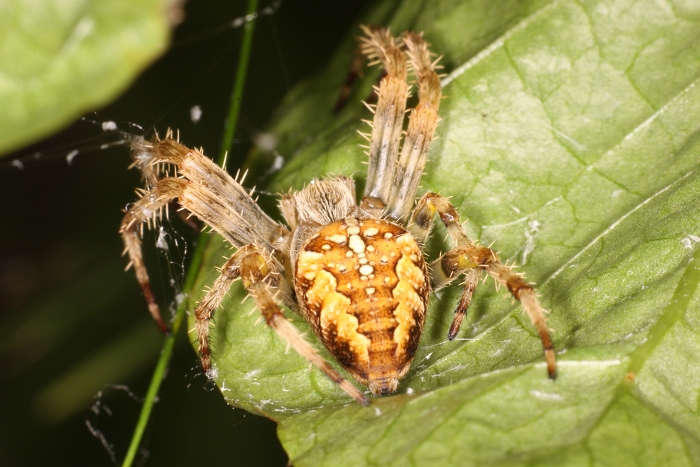 Macro chalet aout 09 - 139